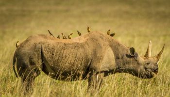 Kifaru Safari – 3 Nights 4 Days Safari