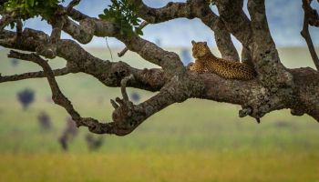 DUMA SAFARI – 5 NIGHTS / 6 DAYS