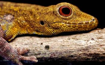 3 Day Mikumi - Udzungwa Naytional Parks Safari Tour