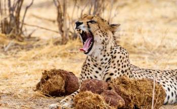 7 Day Mikumi - Udzungwa - Ruaha National Park Safari Tour