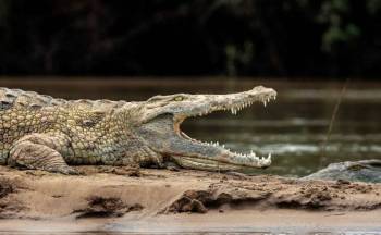 4 Day Mikumi - Nyerere National Parks Adventure Tour