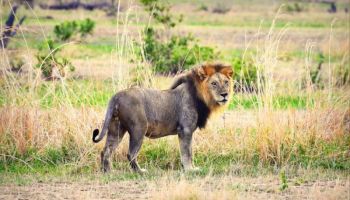 3 Day Mikumi National Park Safari Tour