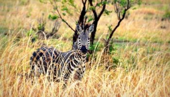 2 Day Mikumi National Park Midrange Safari Tour