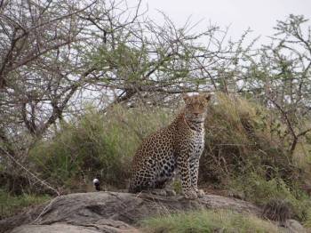 7 Day Serengeti Migration Safari Tour