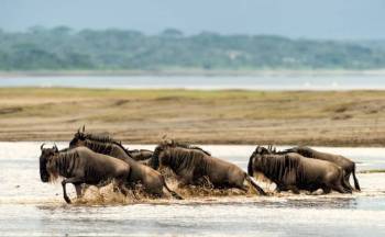6 Day Serengeti Migration Safari Tour