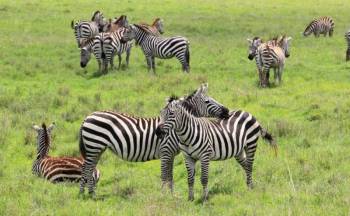 7D 6N Safari To Arusha - Tarangire - Serengeti - Ngorongoro Crater Tour
