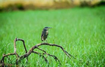 7D Andaman - Bird Watching - Trekking - Scuba Diving Package