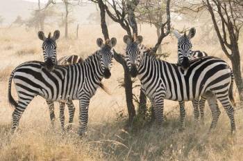 4N Day-Wise Tanzania Tour Package
