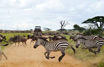 10N - Day Wise Tanzania Package