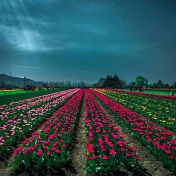 Kashmir Package For 4 Nights And 5 Days