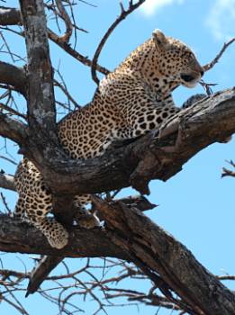 2 Nights/ 3 Days: Serengeti & Ngorongoro Crater from Arusha
