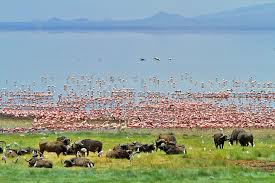 7- Days of Safari Tour