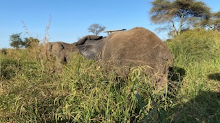 4- Fly Serengeti- Ngorongoro Tour From Zanzibar