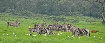 1- Day Trip for Tarangire