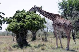 2- Day Ngorongoro Crater Safari Tour