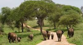 8- Safari Days of Adventure Tour