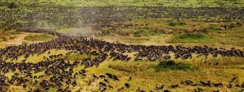 Serengeti 3 Days Fly-In Safari Tour From Zanzibar