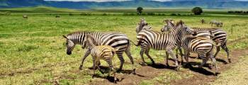 6 Days - 5 Nights Northern Circuit Tour