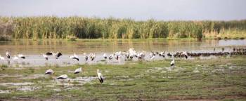 8 Days - 7 Nights Northern Circuit Safari Tour