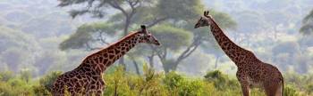 12 Days 11 Nights Kenya - Tanzania Safari Circuit Tour