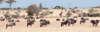 12 Days - 11 Nights Southern Tanzania Tour