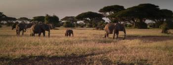 9 Days - 8 Nights Safari Beach Combination Tour