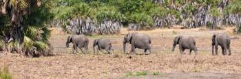 12 Days - 11 Nights Selous Luxury Safari And Zanzibar Tour