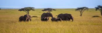 14 Days - 13 Nights Safari - Zanzibar Combination Tour
