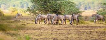 17 Days 16 Nights Serengeti - Selous - Zanzibar Tour