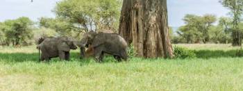 21 Days - 20 Nights Camping Safari - Zanzibar Combination Tour