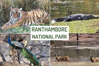 3N 4D Wildlife - Forts - Ranthambore - Jaipur Tour