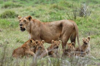 8 Days Mikumi - Udzungwa And Ruaha National Parks Tour