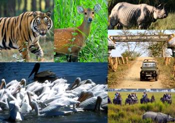 Kaziranga National Park Tour Package 3N - 4D