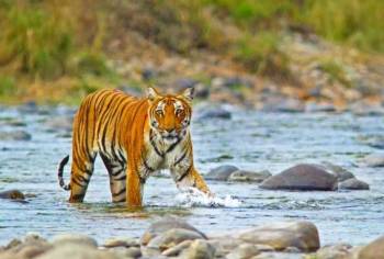 Jim Corbett National Park Tour Package 3D - 2N