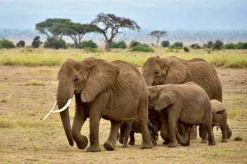 The Wonders Of Amboseli - A Safari Adventure Tour