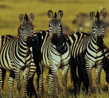 3 Day Northern Serengeti Fly In Safari Tour
