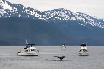 Alaska Glacier Discovery Cruise - 7 Nights - 8 Days Tour