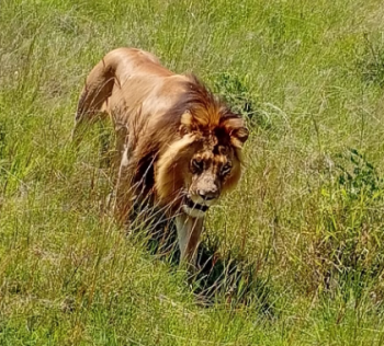 Masai Mara Adventure: 3-day Wildlife Safari in a Group Tour Package
