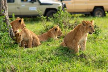 5 days Masai Mara-Lake Nakuru- Lake Naivasha