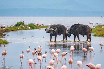 6 Days Masai Mara - Lakes Nakuru - Bogoria - Baringo Lodge Safari Tour