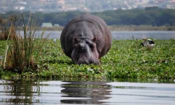 5 Days Lake Nakuru - Naivasha - Masai Mara Lodge Safaris Tour