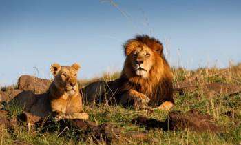 4 Days Masai Mara - Lake Nakuru Lodge Safaris Tour
