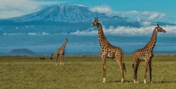 3 Days Amboseli Lodge Safaris tour