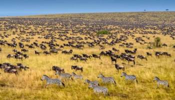3-Day One Park - Many Wilds - The Masai Mara Tour
