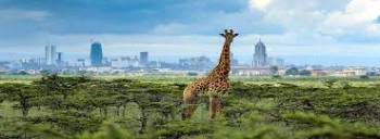 6 Nights 7 Days Tour Package  to Nairobi National Park, Amboseli National Park and Masai Mara Nation