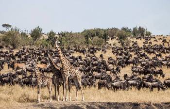 8-Day Best Of Kenya Safari - Beach Experience Tour