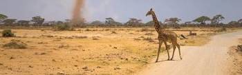 3 Days Amboseli Flying Package - Land of Giants