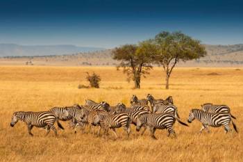 Kenya & Tanzania Private Safari
