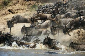 3-Day Masai Mara Group Joining 4x4 Safari
