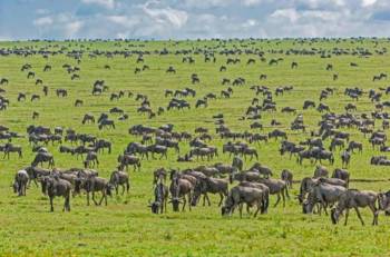 5-Day Maasai Mara-Lake Nakuru-Lake Naivasha Jeep Safari